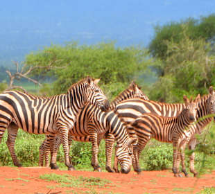 Zebras im Tsavo West