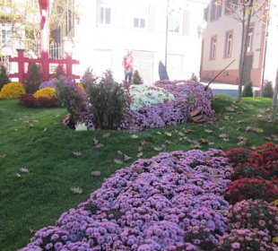 Chrysanthema Lahr
