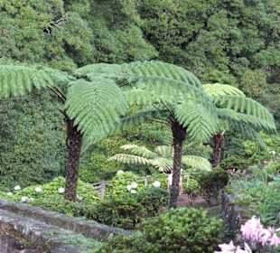 Baumfarne