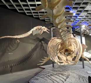 Wal-Skelette im Naturkundemuseum