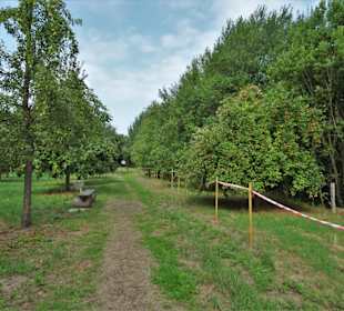 Rundgang durch das Arboretum in Wildeshausen