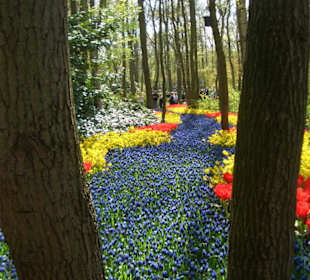 Keukenhof, Lisse, NL