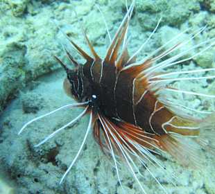 Schnorcheln Makadi Bay