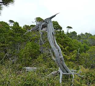 Shoreline Bog Trail