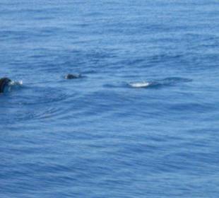 Delphine auf der Manavgat Tour