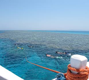 Schnorcheln im Korallenriff (Juni 2011)