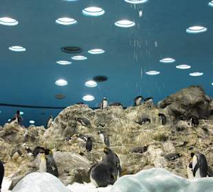 Im Pinguinhaus