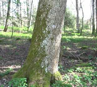 Baumlehrpfad Sontheim