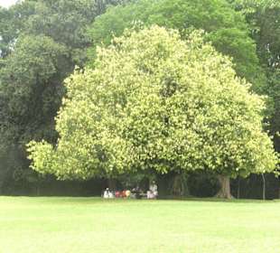 im Botanischen Garten