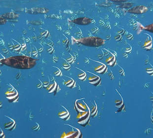 Schwarmwimpelfische