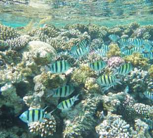 Unterwasser vor der Bucht