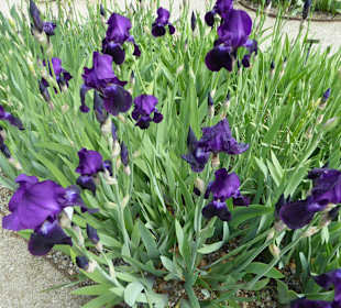 Botanischer Garten München