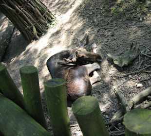 Zoo Gelsenkirchen "Elch"