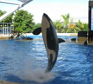 Orca Show