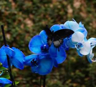 Mariposario de Benalmàdena