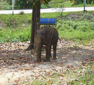 Der vermutlich kleinste Elefant der Welt 