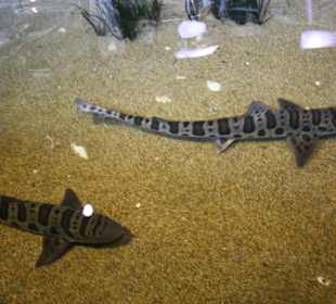 Monterey Bay Aquarium 