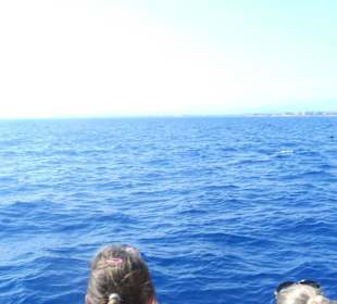 Tour Delphine Island