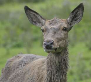 Bambi