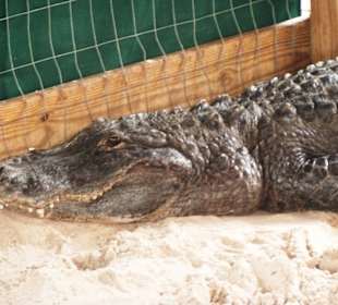 Alligator im Gator Park