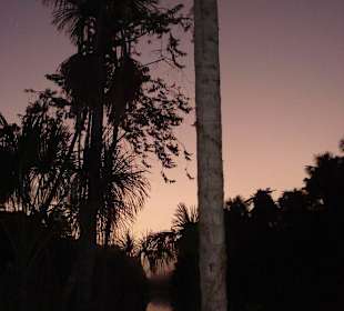 Morgenstimmung im Dschungel