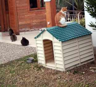 Katzenhaus an der Promenade