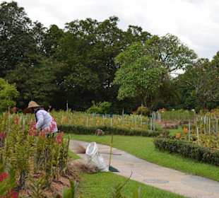 Hibiscus Garten