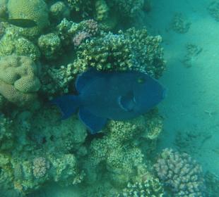 Korallenbänke am Hotel