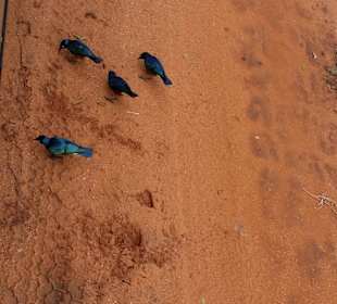 Sarova Salt Lick Game Lodge