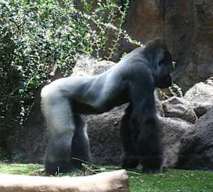 Gorilla