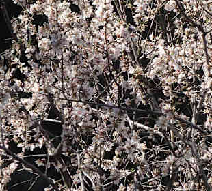 Herrliche Mandelblüte