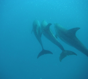 Traumhaft - Delfinausflug Mai 2014