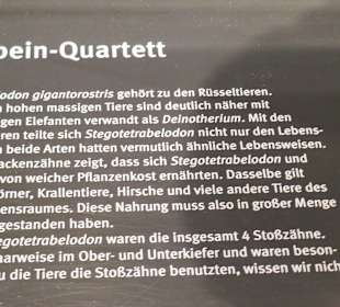 Diese Tier trug auch Elfenbein