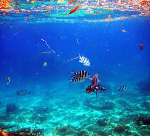 Fische an der Anse Soleil