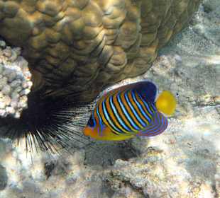 Pfauen-Kaiserfisch