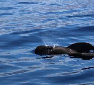 Delfin und Walbeobachtung 3 stündig 