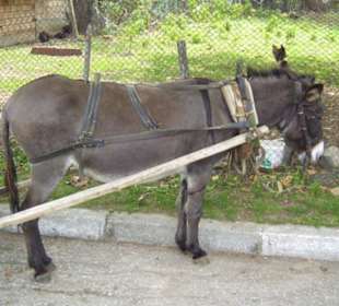 Unser erschöpfter Esel nach der Tour