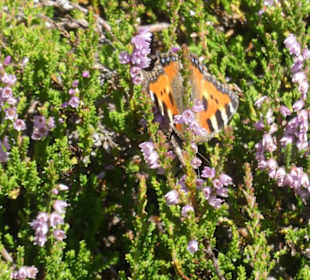 Bei unserer Wanderung zum / am Kleinen Arber