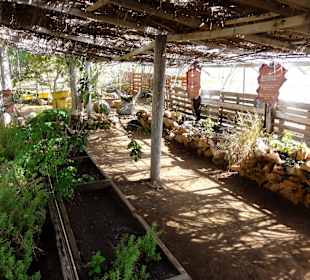 Impressionen vom Rundgang durch den Kräutergarten
