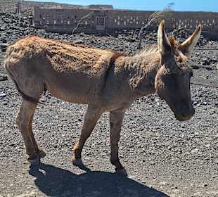 Wandern Bergsender Jandia