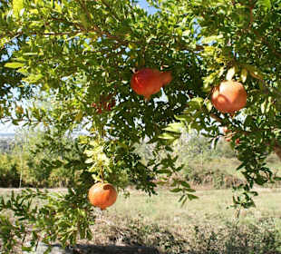 Jeep Safari - Stop auf Bauernhof Taurus Gebirge