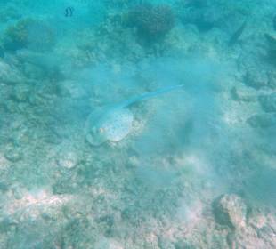 Rochen Korallenriff am Hotel