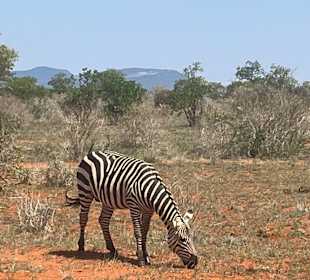 Wildnis Tours and Safaris - Diani Beach