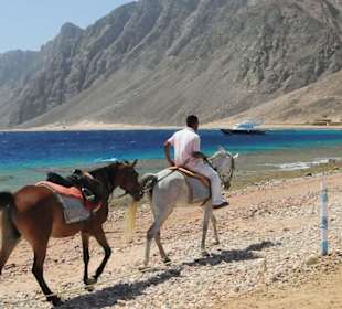 Reitpferde typisch für Dahab