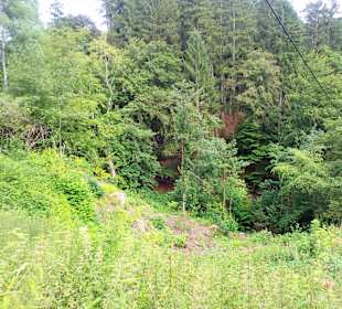 Burg Wilenstein in Trippstadt