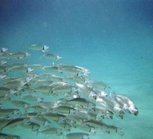 Unterwasserwelt am Hausriff