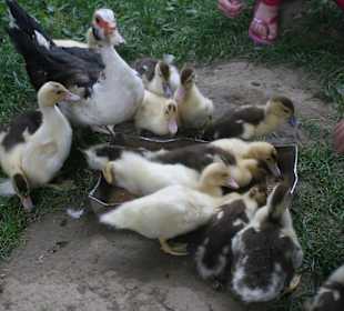 W skansenie obecne są wszystkie zwierzątka wsi