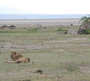 Amboseli-Löwe