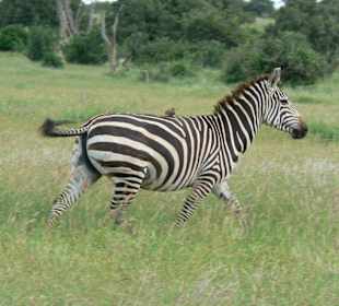 Zebra im Tsavo Ost