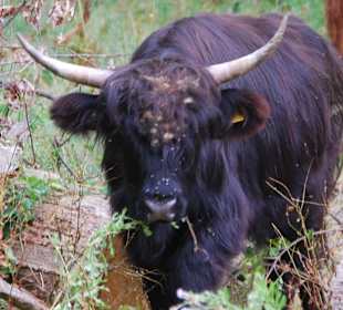 Schottisches Hochlandrind